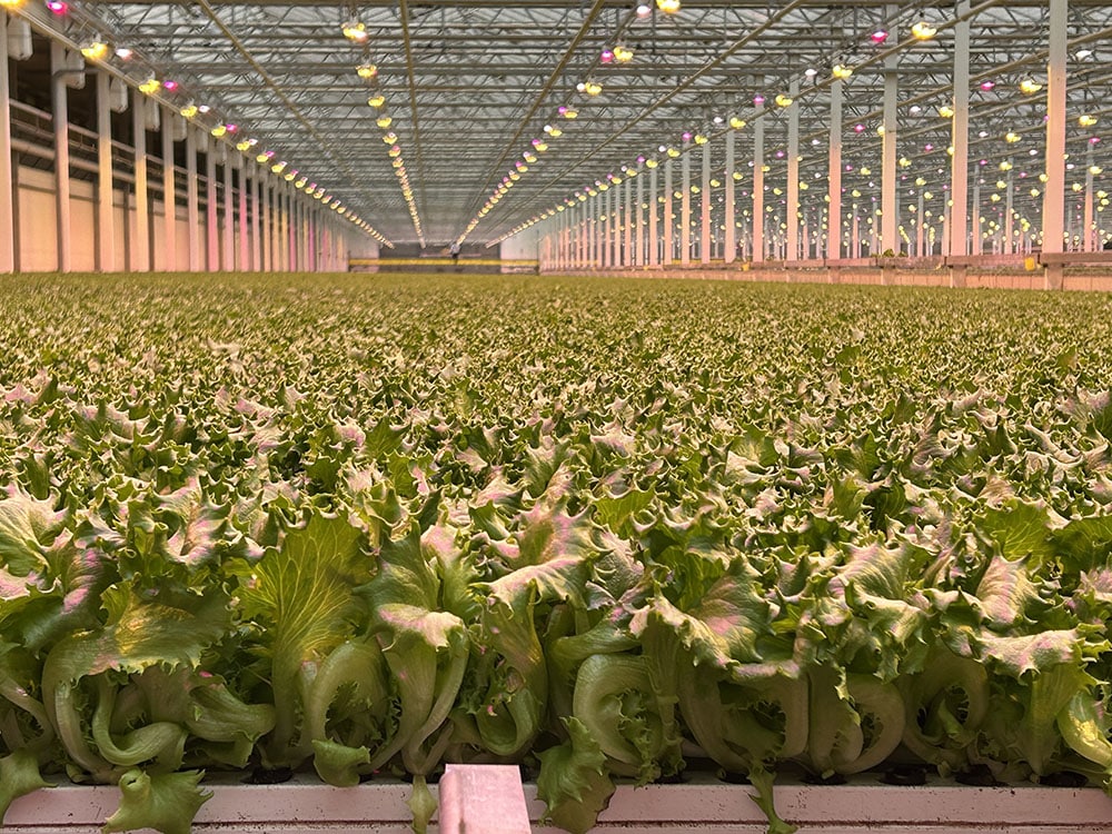Wide angle shot of lettuce.